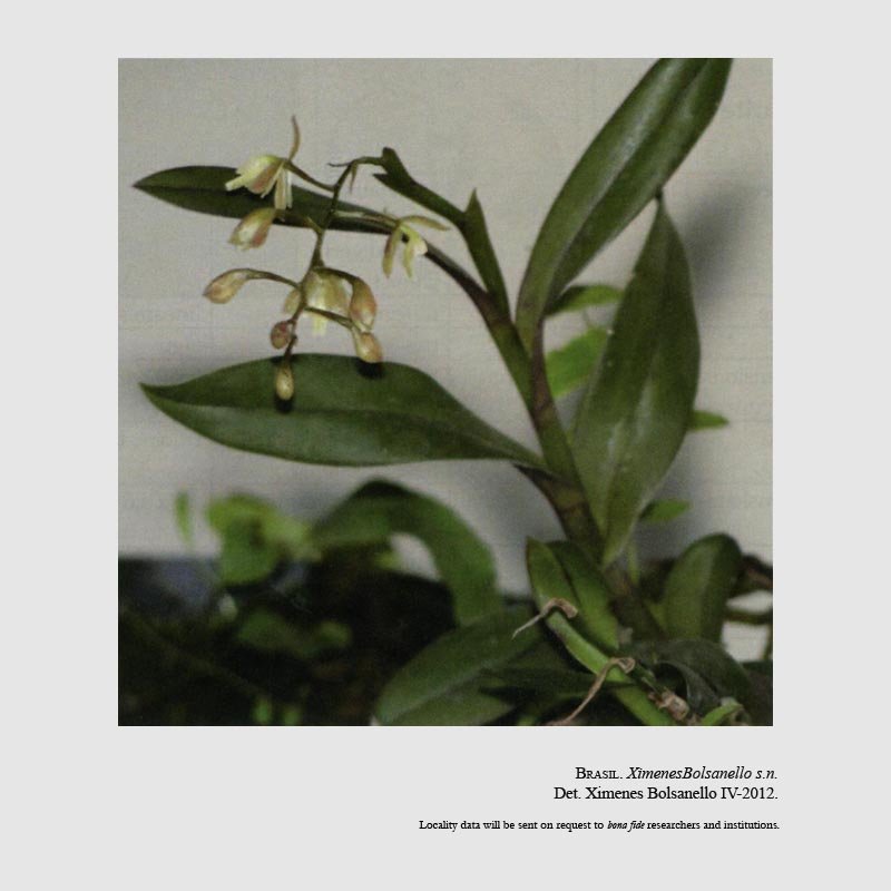 Epidendrum artelirioi